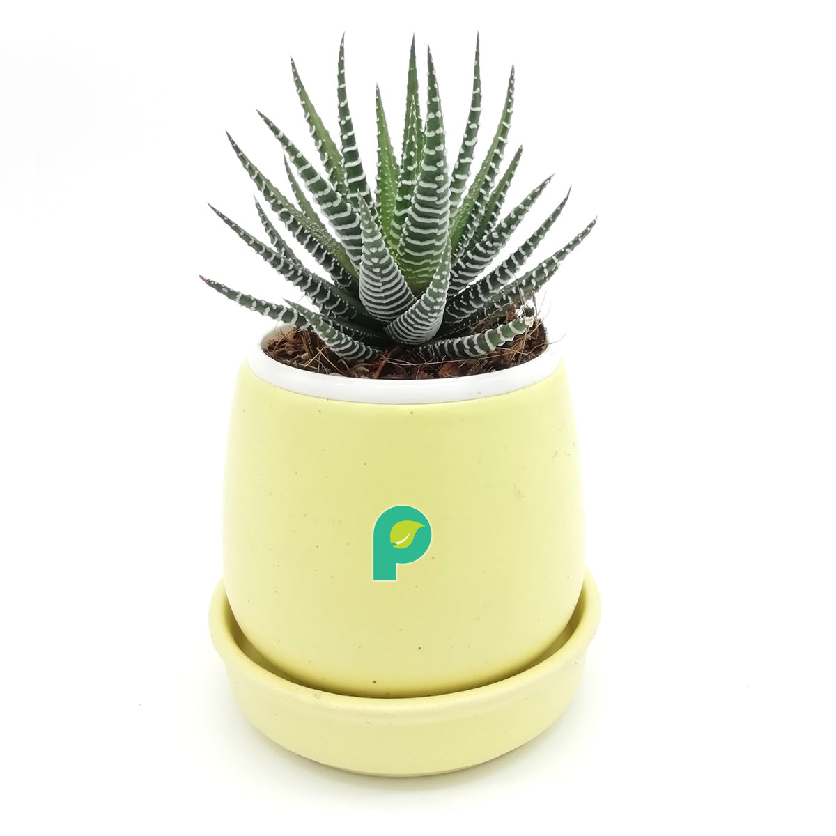 Haworthia Zebra Plant in Yellow Round Ceramic Pot