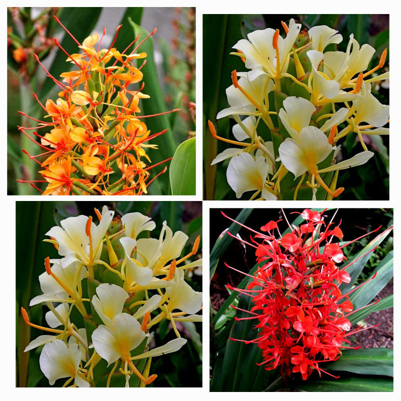 Hedychium Bulbs (Mix, 3 Bulb)