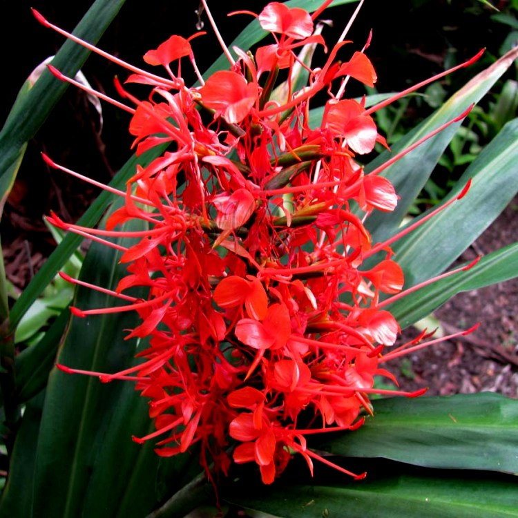 Hedychium Bulbs - Ginger Lily (Red, 3 Bulb)