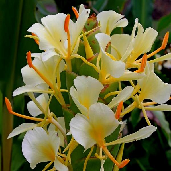 Hedychium Bulbs - Ginger lily (White, 3 Bulb)