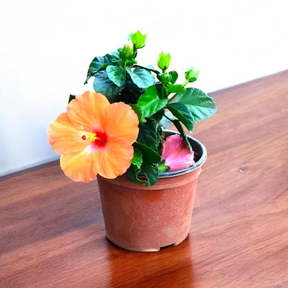 hibiscus flower plant in pot Buy Hibiscus Dwarf (Orange Jumbo) Plant online at best price