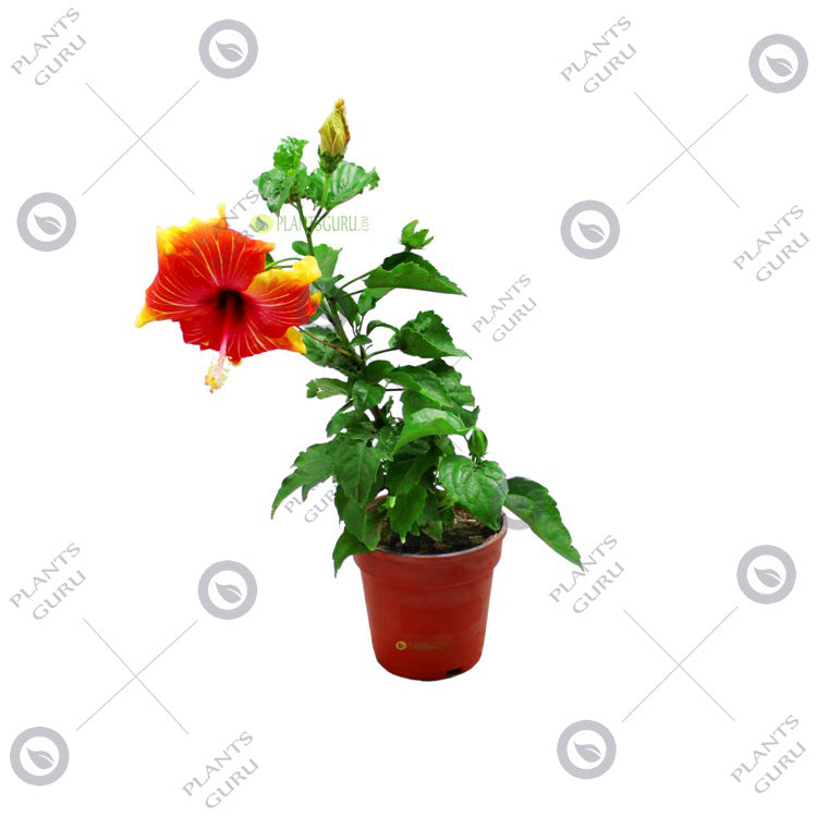 Hibiscus Dwarf - Prince of Orange, Jaswand, Gudhail, Gudhal