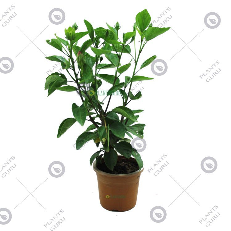 Hibiscus Dwarf White Mix Jumbo Plant - Jaswand, Gudhal