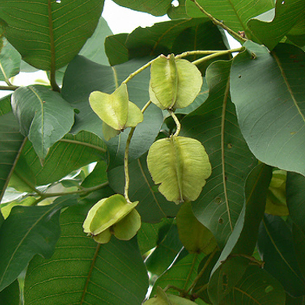 Holoptelea Integrifolia - Vavla, Wawal, Monkey Biscuit, Papdi