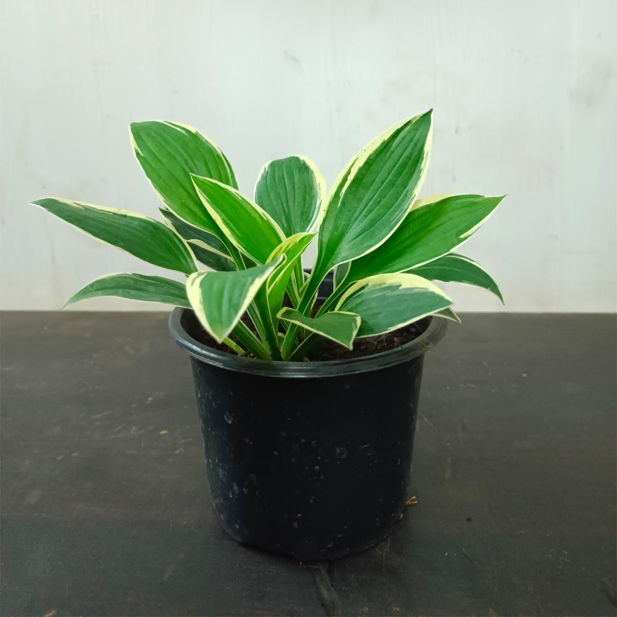 Hosta Plantaginea Plant , Hosta Parrot plant