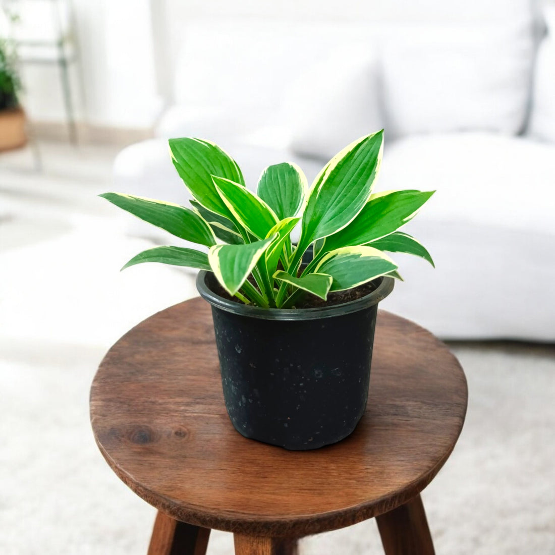 Hosta Plantaginea Plant , Hosta Parrot plant