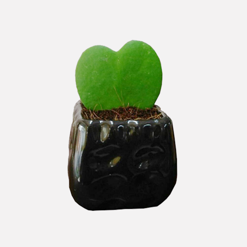 Hoya Kerrii (Green) - Heart Shape, Valentine Hoya, Lucky Heart Succulent Plant