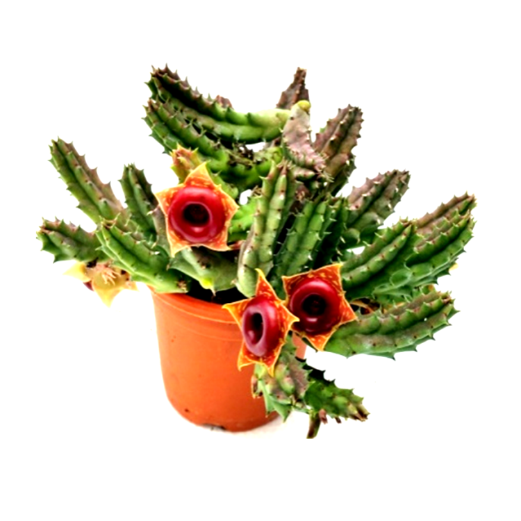 Huernia Zebrina Cactus