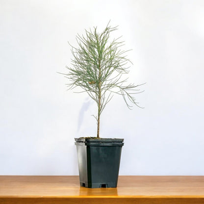 Casuarina Pine - Wind Tree, Suru