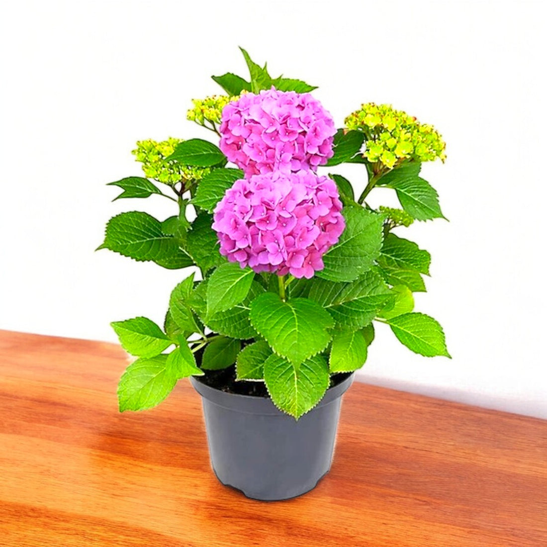 Hydrangea Plant (Pink) – Hybrid Variety