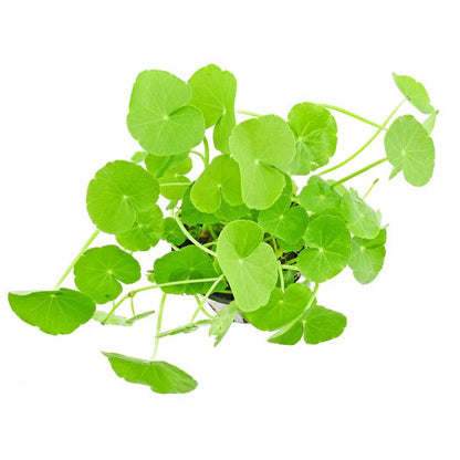 Pennywort Plant - Hydrocotyle Verticillata