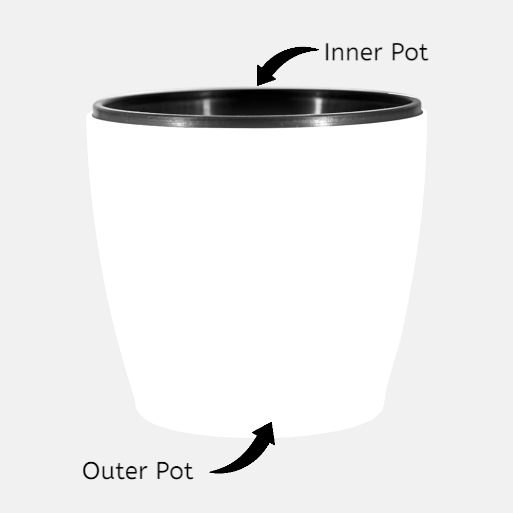Areca Palm Plant (3-4 feet Height) In Self-Watering Dual Pot