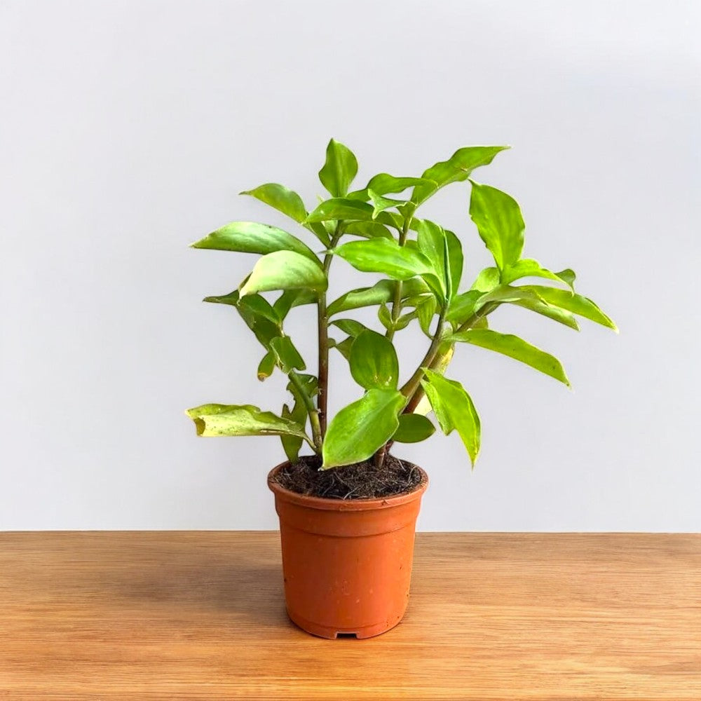 Insulin Plant - Costus Igneus Plant