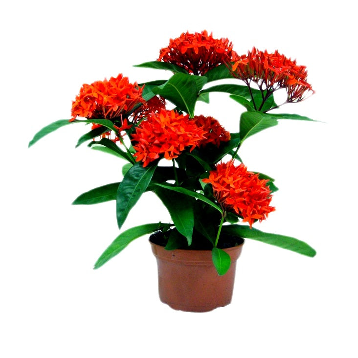 Ixora Dwarf Red Plant