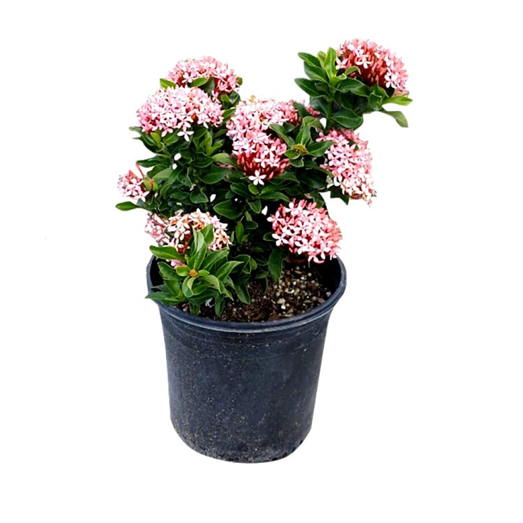 Ixora Mini Dwarf Pink Plant