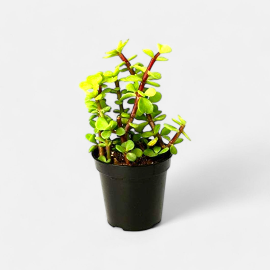 Jade Plant - Crassula (Button) Plant