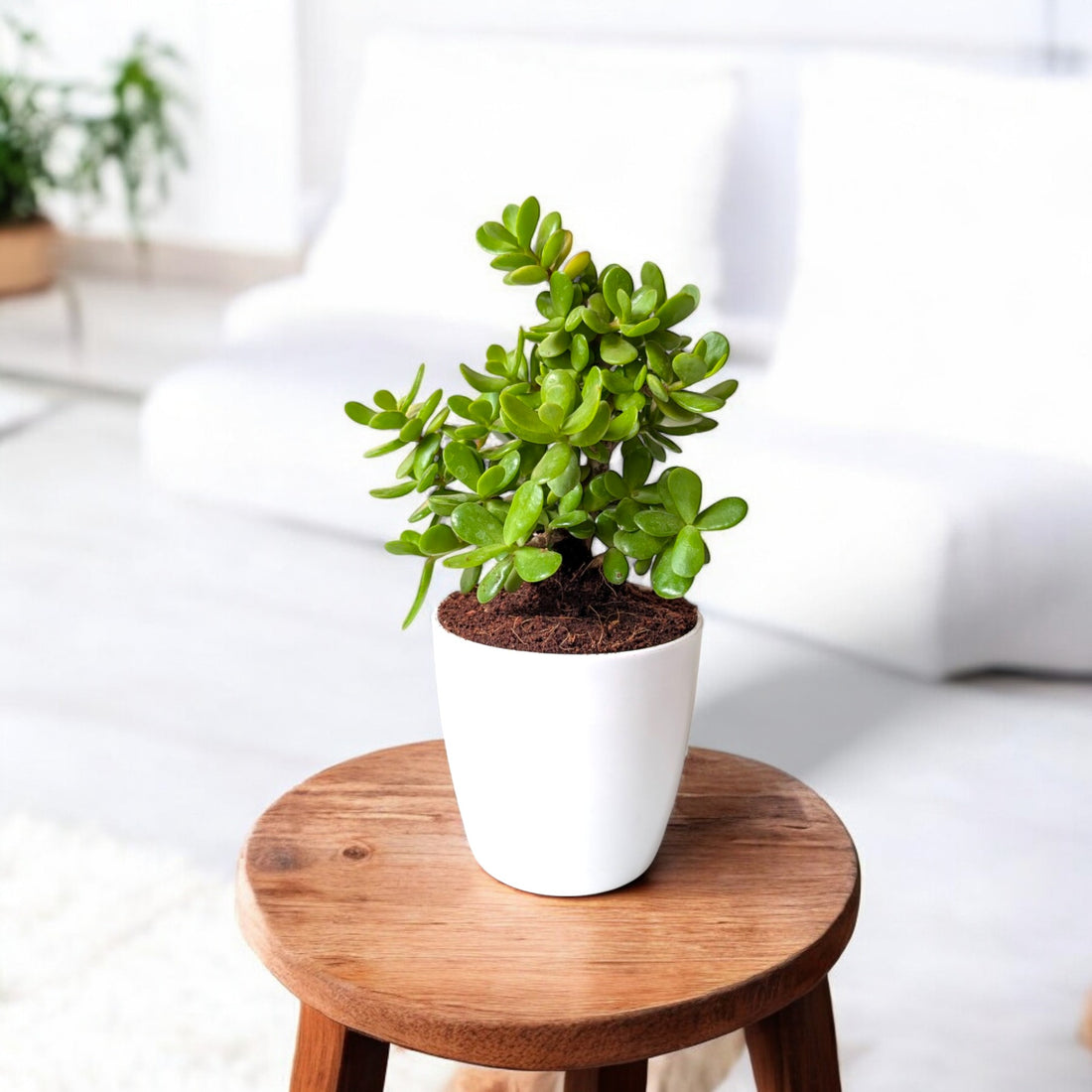 Jade Plant