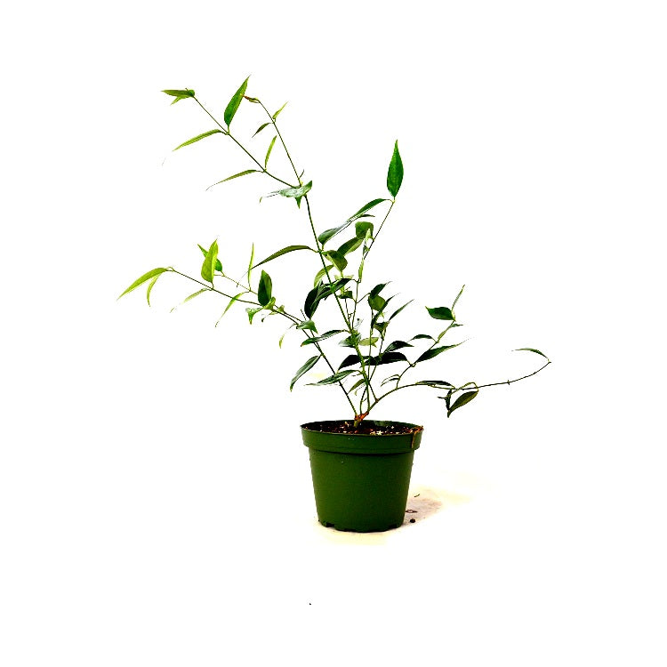 Jai Plant - Juhi, Jasminum Polyanthum Live Plant