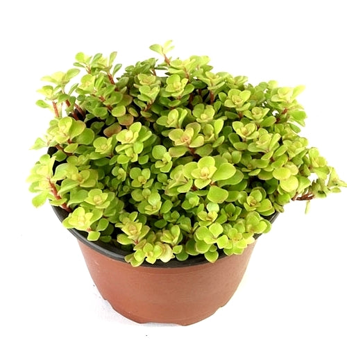 Golden Ogon Sedum Plant - Japanese Ogon Sedum