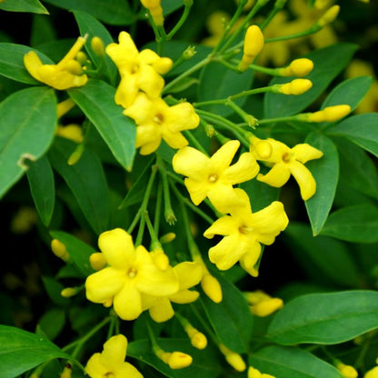 Jui Yellow - Jasminum Humile Revolutum, Chameli Plant