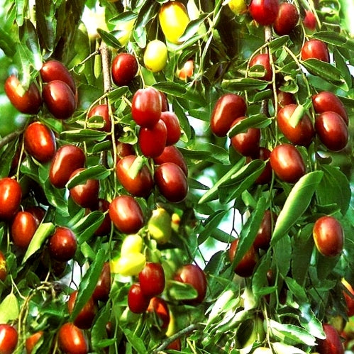 Ber - Apple Ber Plant Red (Grafted), Ziziphus mauritiana