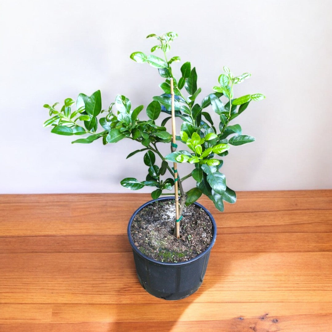 Kaffir Lime Plant - Kafir Lime, Makrut lime, Thai Lime