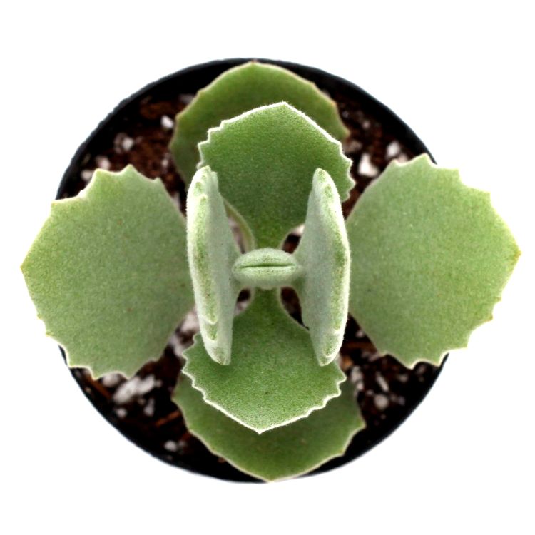 Kalanchoe Millotii - Kalanchoe Kalamill Succulent