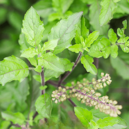 Kapoor Tulsi Plant