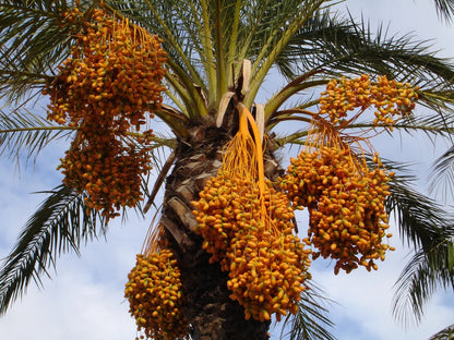 Date Palm - Khajur/Khajoor Seeds (1KG)