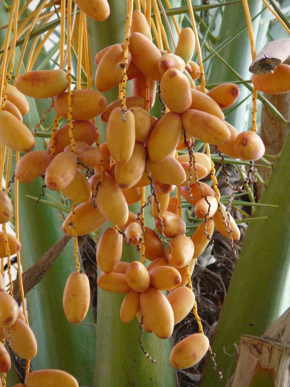 Date Palm - Khajur/Khajoor Seeds (1KG)