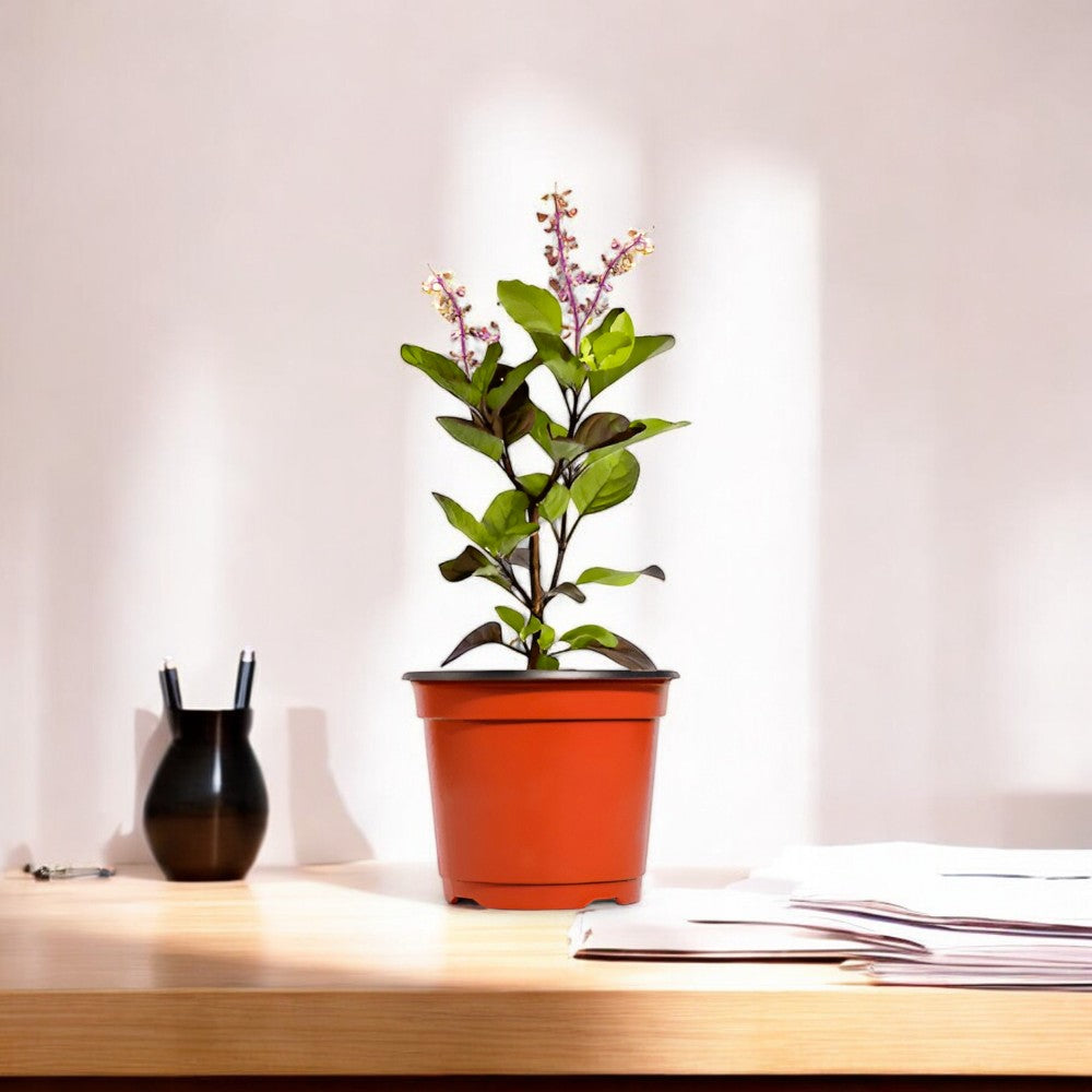 Krishna Tulsi Plant - Shyama Tulasi, Holy Basil