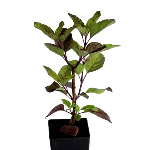 Krishna Tulsi Plant - Shyama Tulasi, Holy Basil