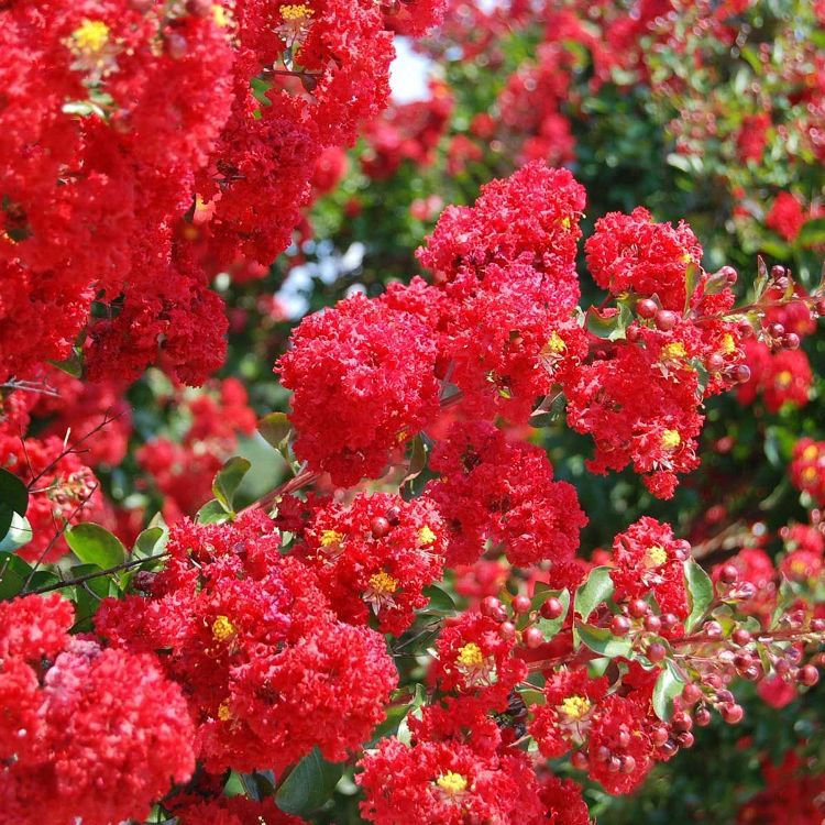 Lagerstroemia Indica Red Plant, Crape Myrtle Plant