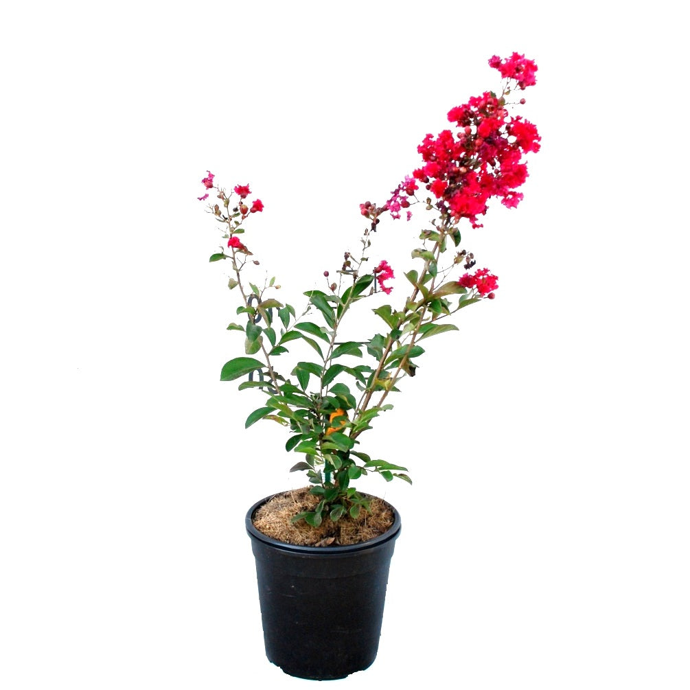 Lagerstroemia Indica Red Plant, Crape Myrtle Plant