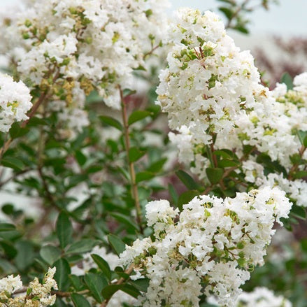 Lagerstroemia Indica White Plant, Crape Myrtle Plant