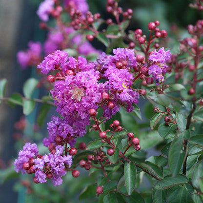 Lagerstroemia Indica Pink Plant, Crape Myrtle Plant