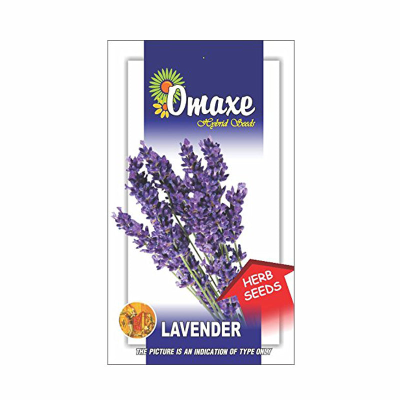 Lavender Herb Seeds (40-50 Seeds) - omaxe seeds