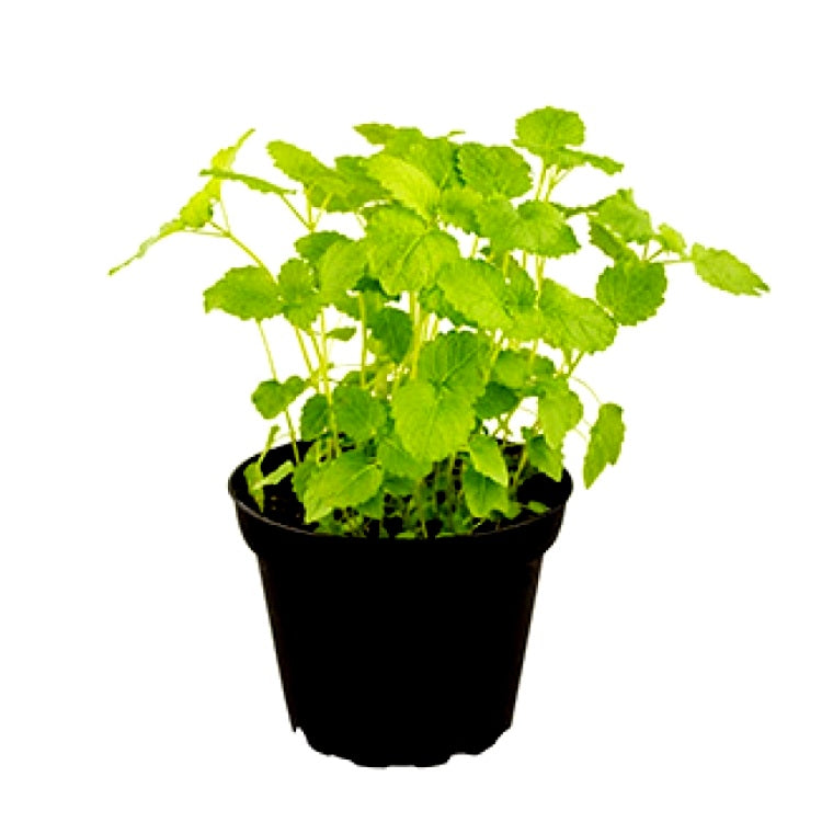 Lemon Balm Plant - Melissa Officinalis, Balm Mint