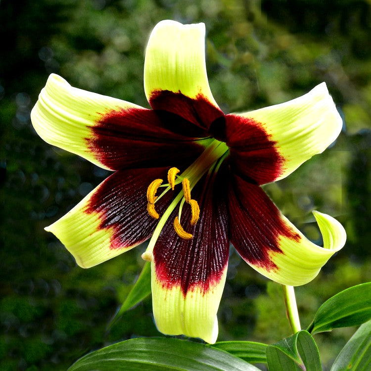 Lillium Nepalense Bulbs - 3 Bulbs