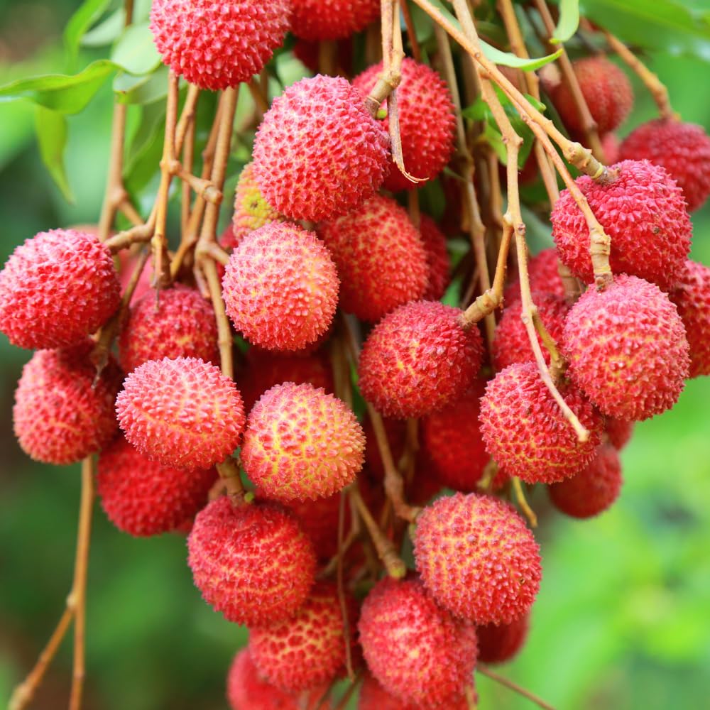 Litchi Plant | Grafted Fruit Plant