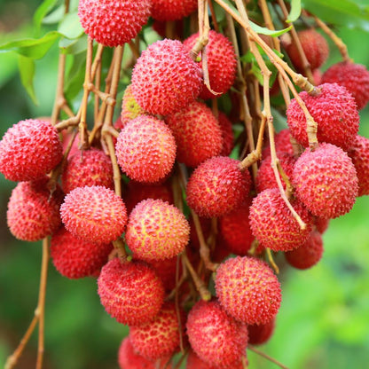 Litchi Plant | Grafted Fruit Plant