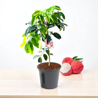 bonsai litchi tree Buy Grafted Litchi Plant online at best price