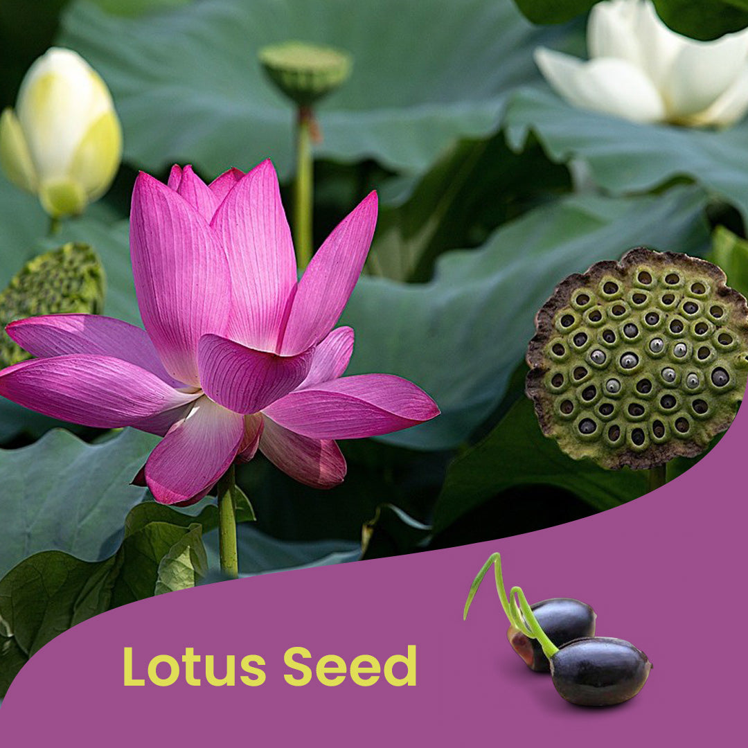 Lotus Mixed Color Seeds - Pack of 5 | Sunrise