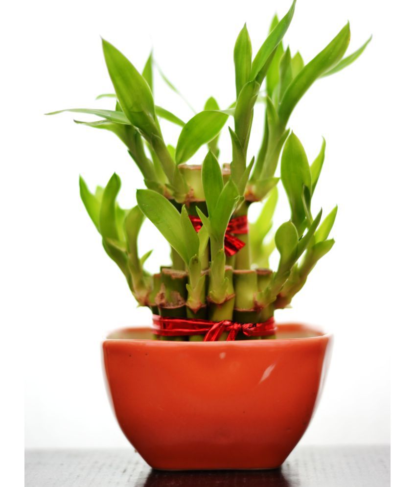 2 Layer Lucky Bamboo  with Ceramic Pot