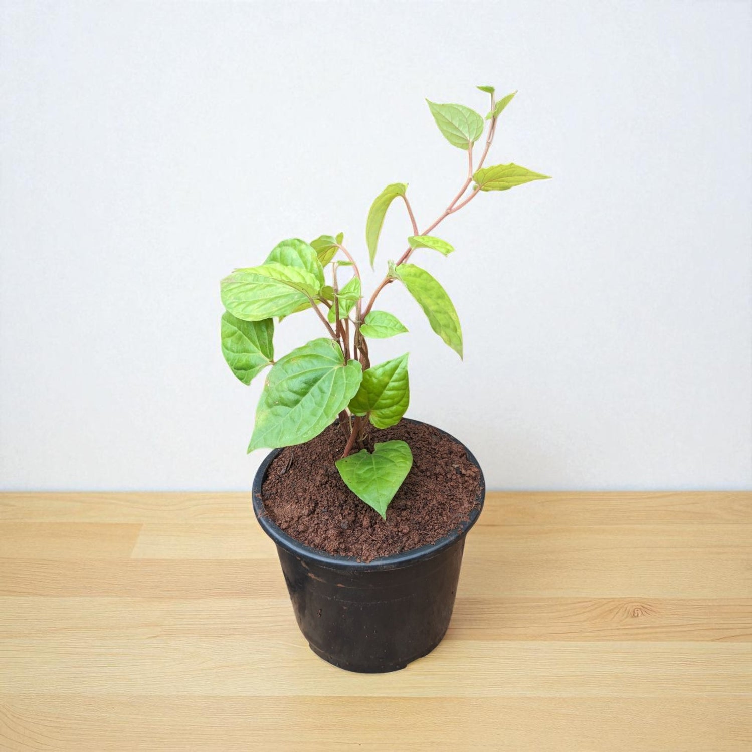 betel leaf indoor plant Buy Maghai Paan Plant