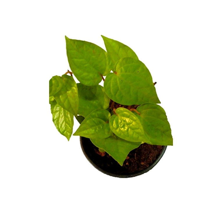 Banarasi Paan Plant - Peper Betel, Betel leaf Plant