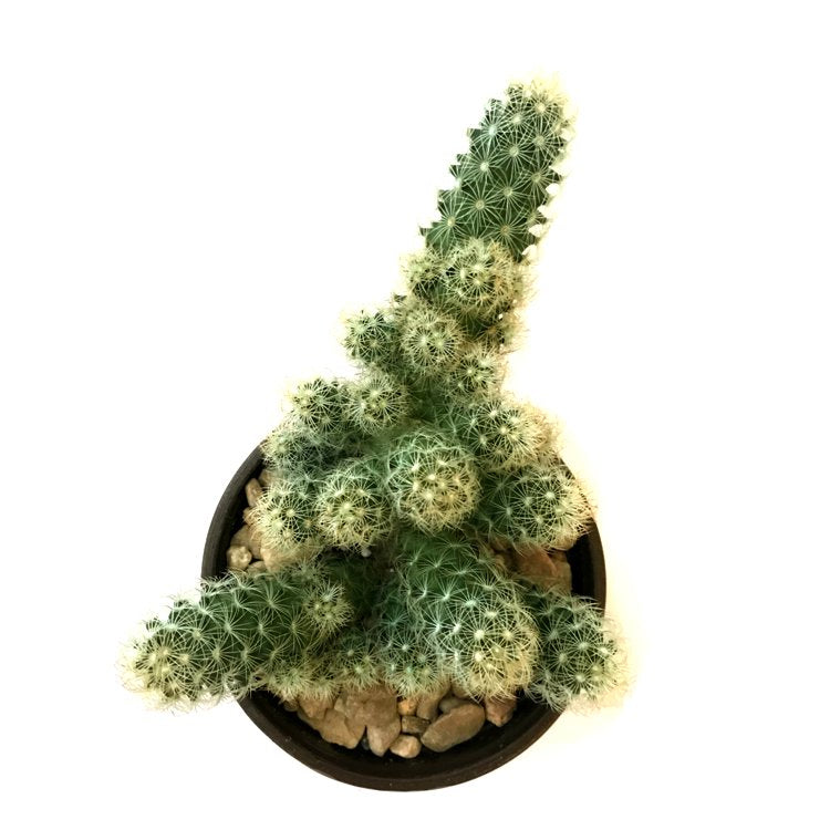 Mammillaria Elongata - Golden Star Cactus, Lady Finger Cactus