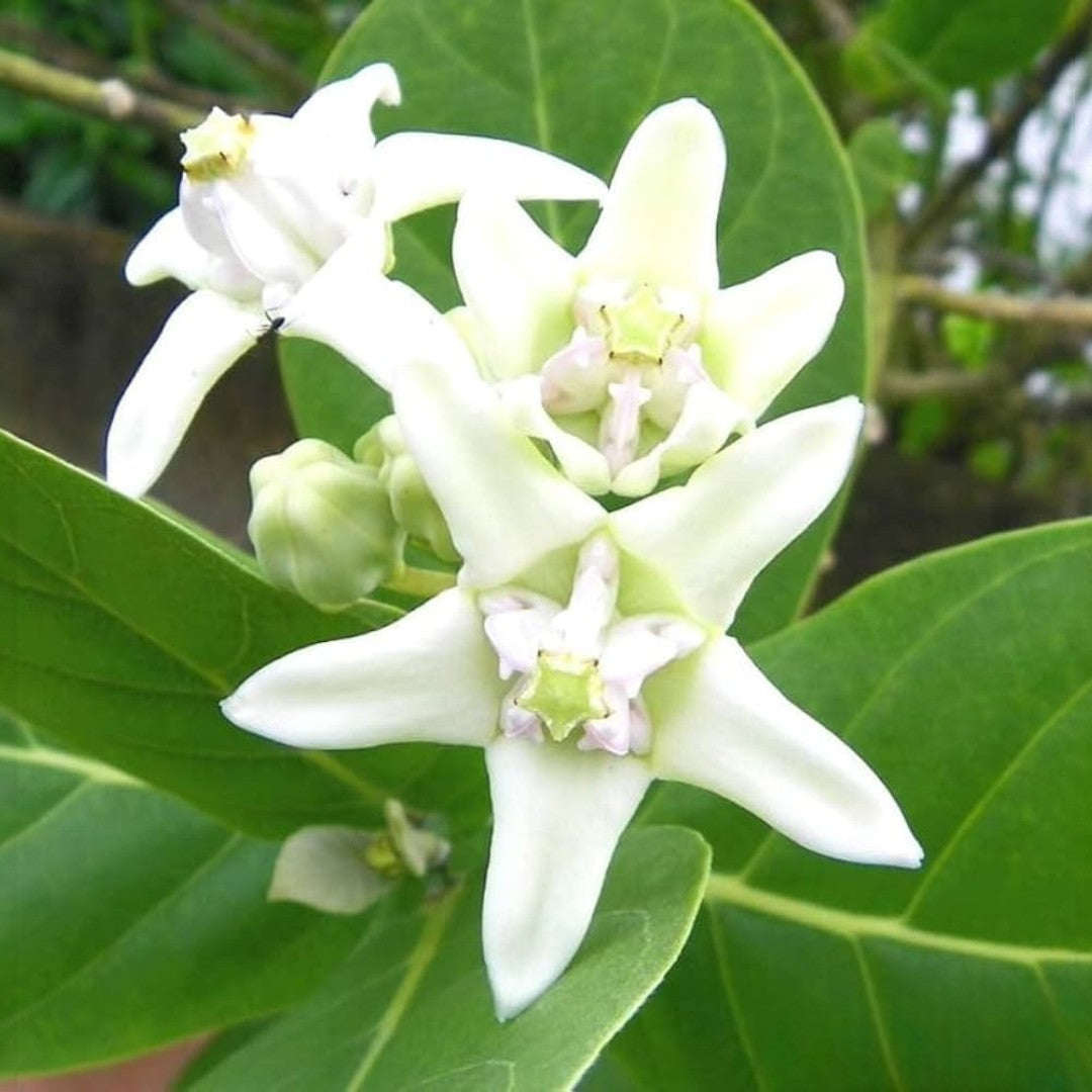 Buy Mandar Plant - Rui, Aak, Arka, Toolaphala Plant online at best price