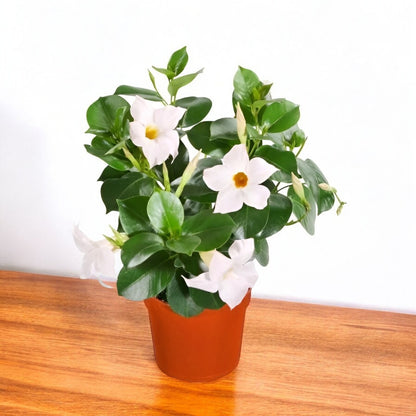 Mandevilla White Plant