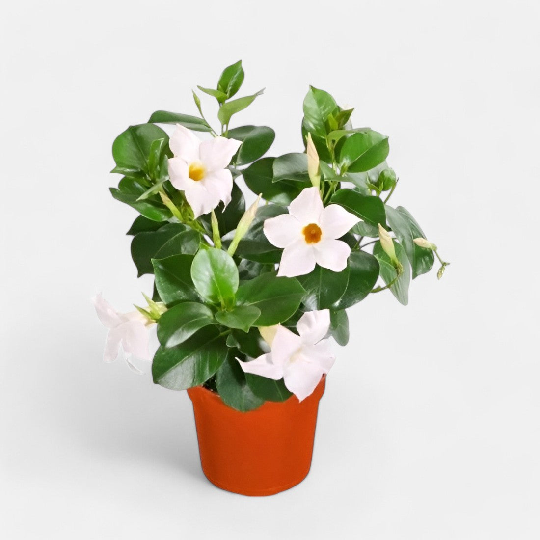 Mandevilla White Plant